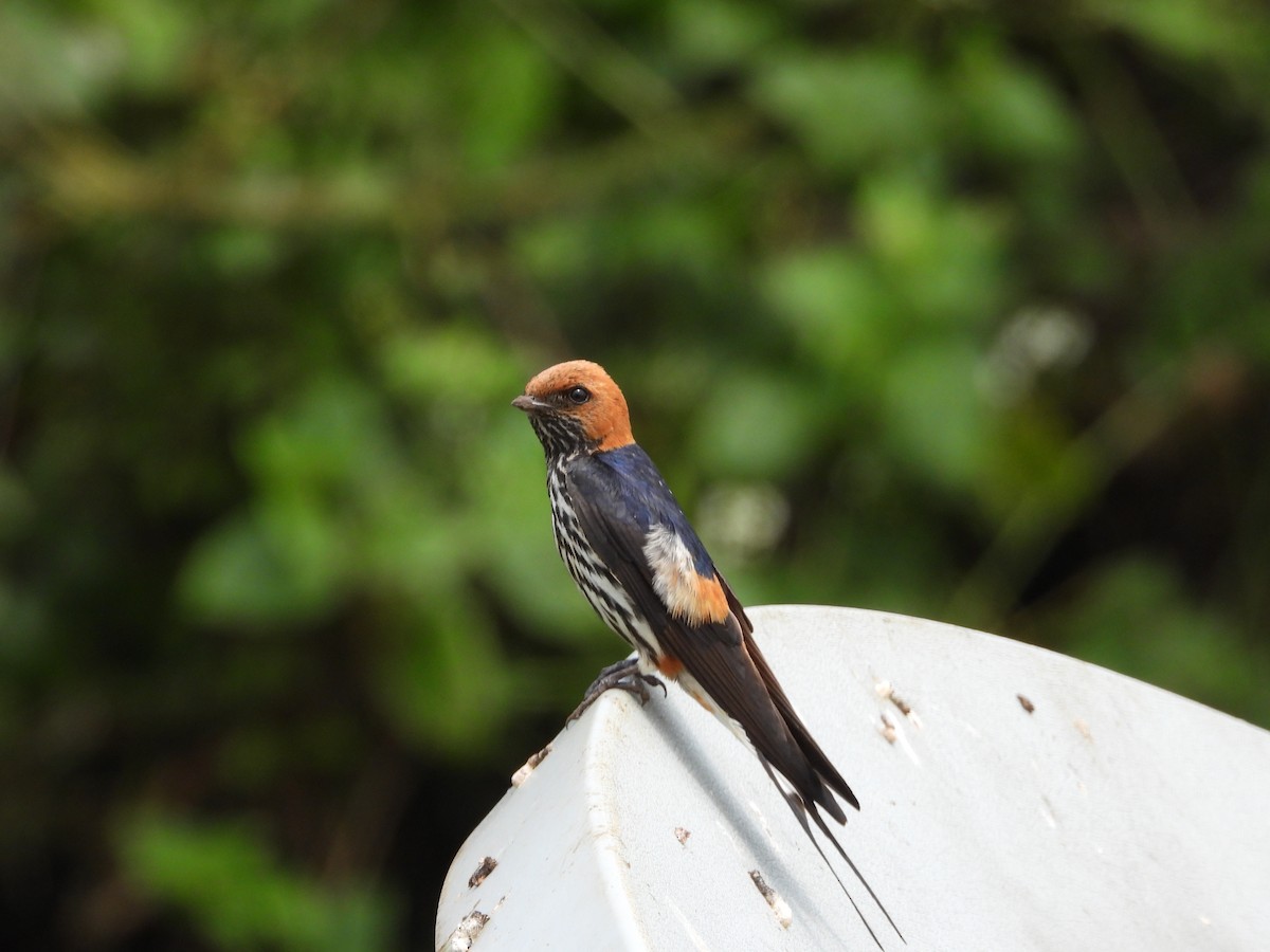 Lesser Striped Swallow - Jonathan Onongo