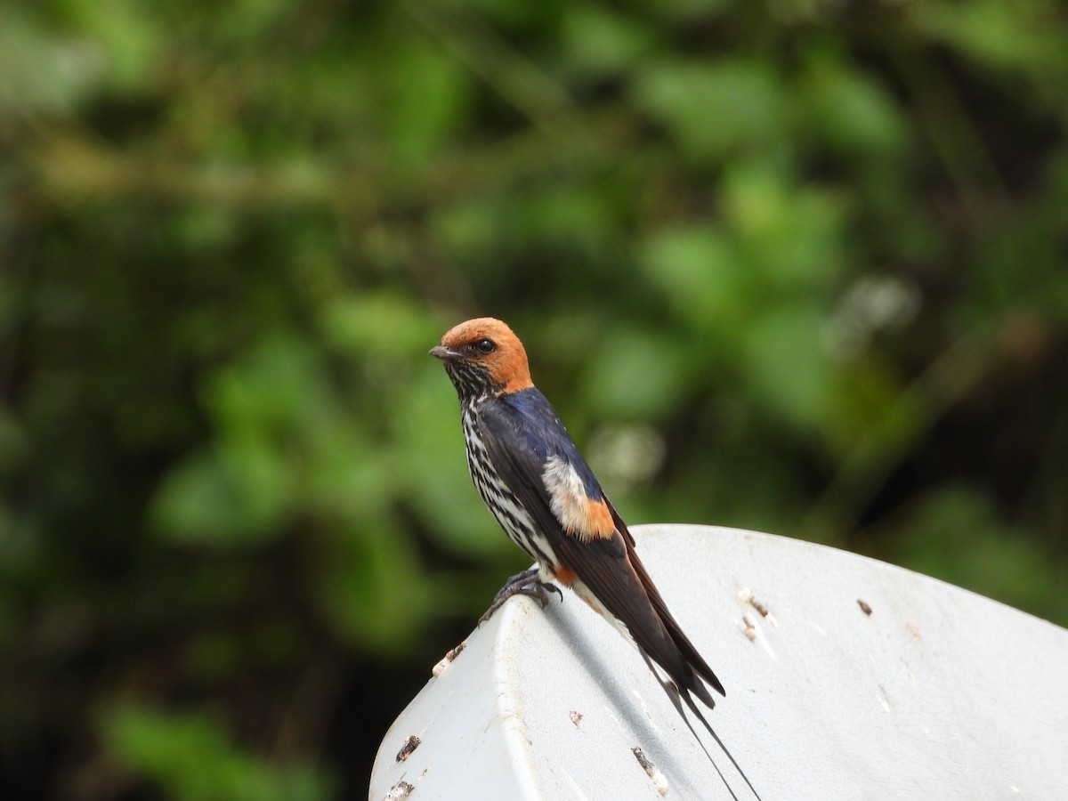 Lesser Striped Swallow - ML619500345