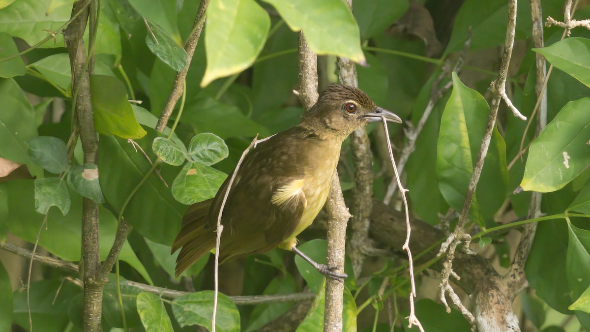 Northern Brownbul - Thomas Johnson