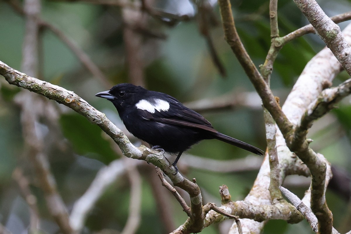 White-shouldered Tanager - Hubert Stelmach