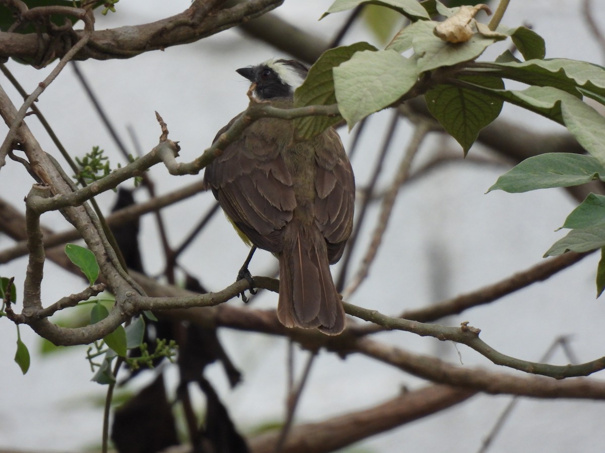 Social Flycatcher - María Eugenia Paredes Sánchez