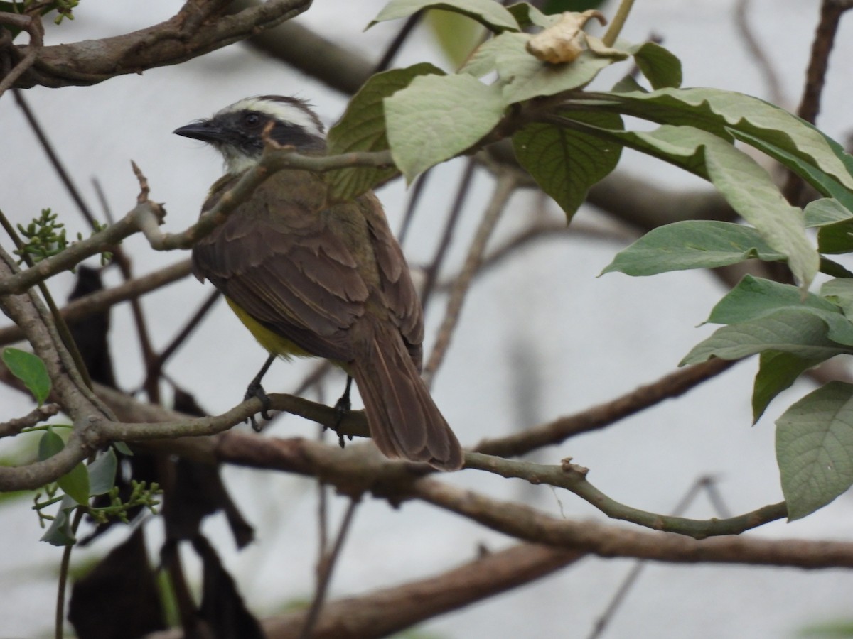 Social Flycatcher - María Eugenia Paredes Sánchez