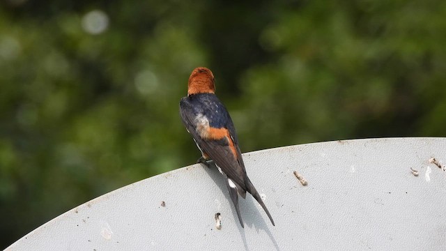 Golondrina Abisinia - ML619500352