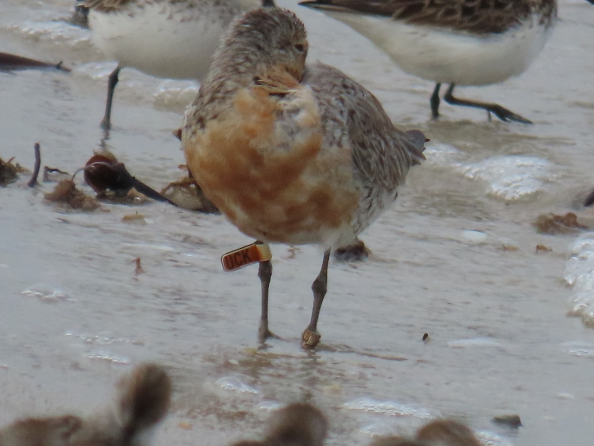 Red Knot - D Woolverton