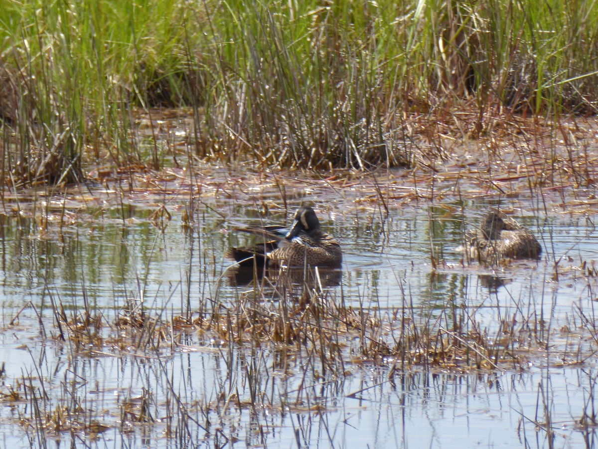 Blue-winged Teal - Bill Grabin