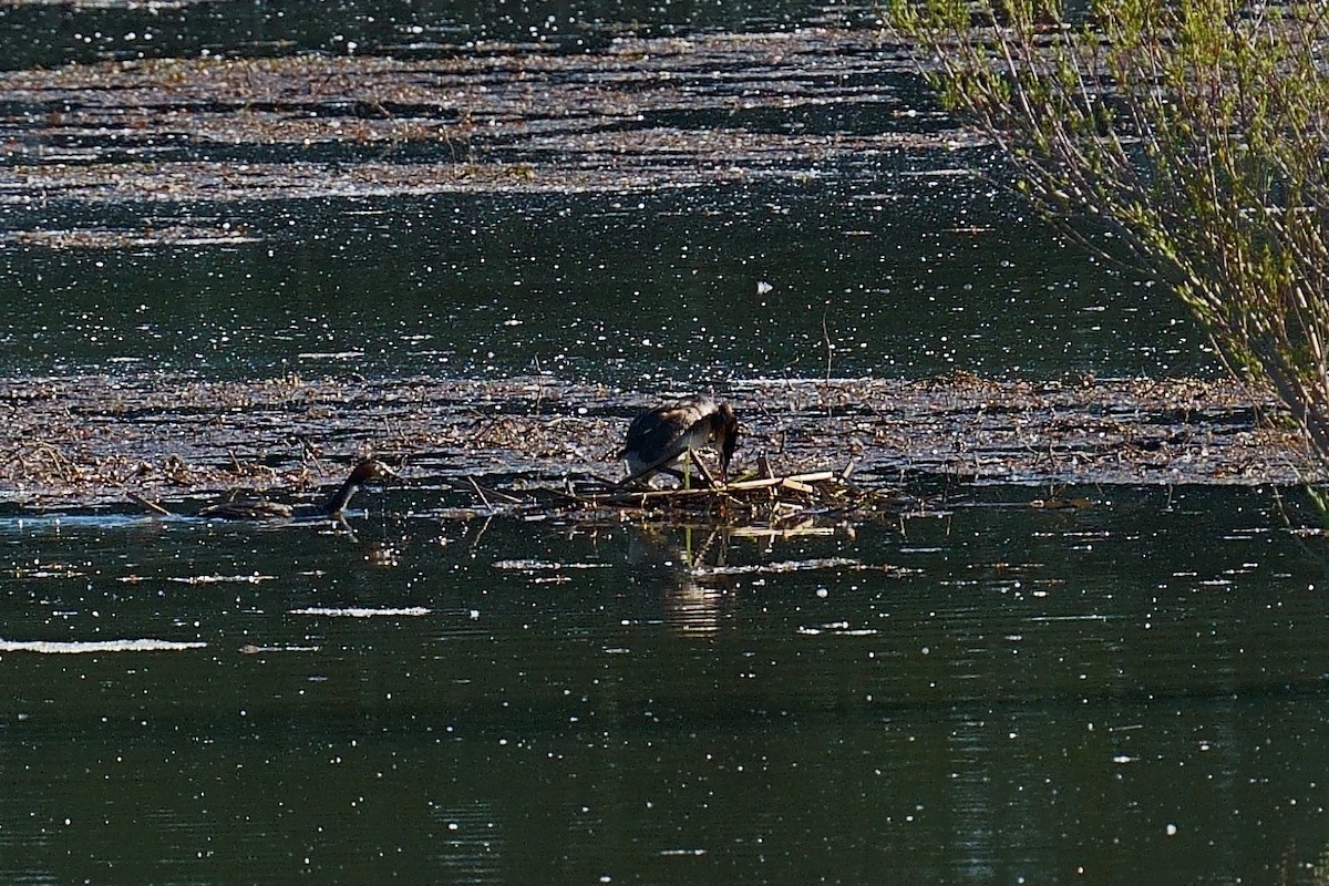 Great Crested Grebe - Javier Martinez