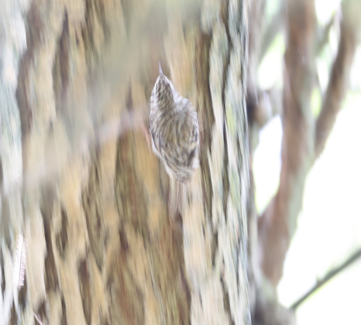 Eurasian Treecreeper - ML619500366