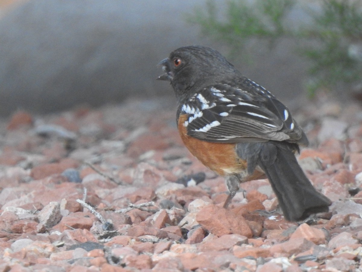 Spotted Towhee - Jim Valenzuela