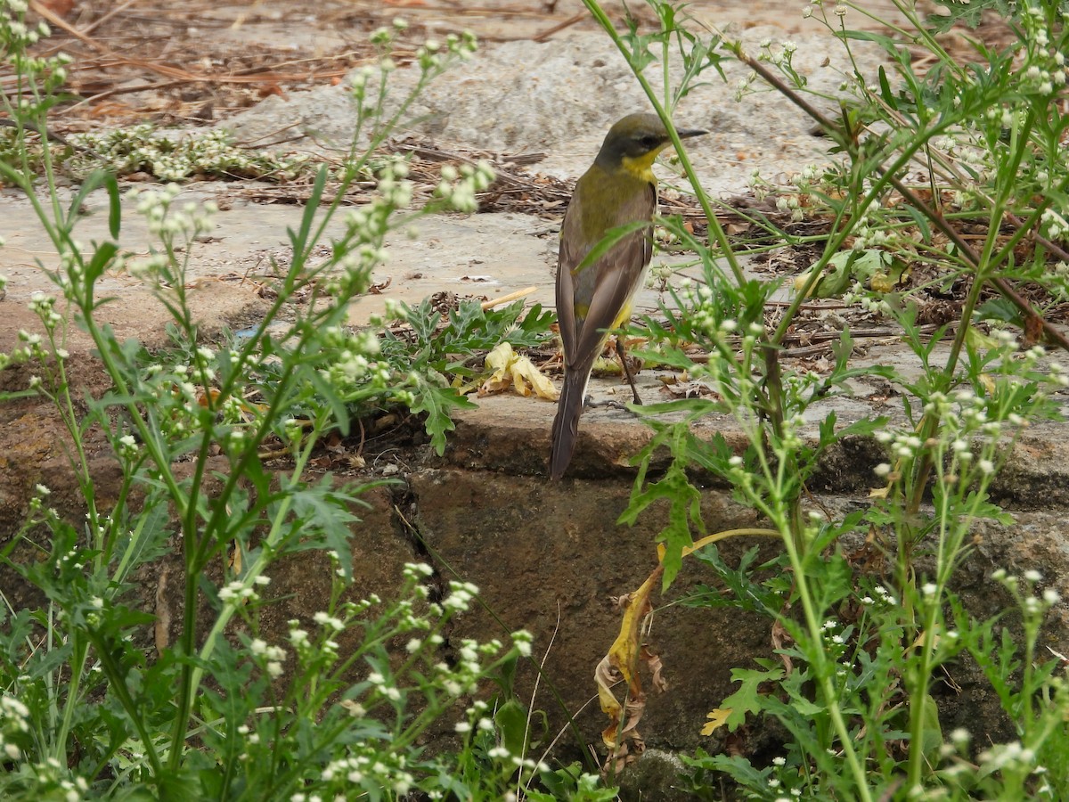 Western Yellow Wagtail - Jonathan Onongo