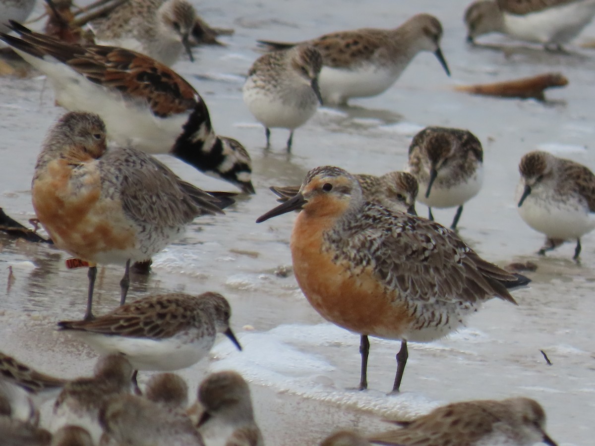 Red Knot - D Woolverton