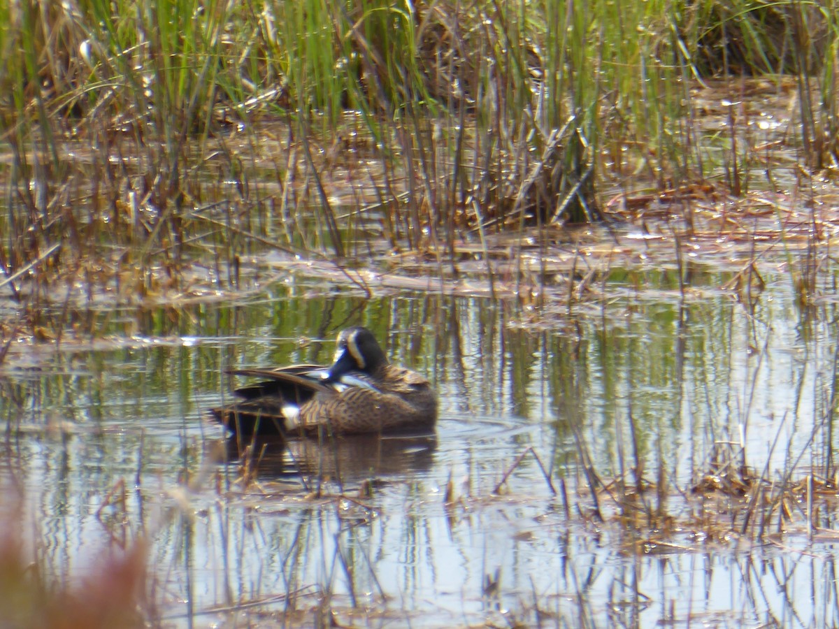 Blue-winged Teal - Bill Grabin