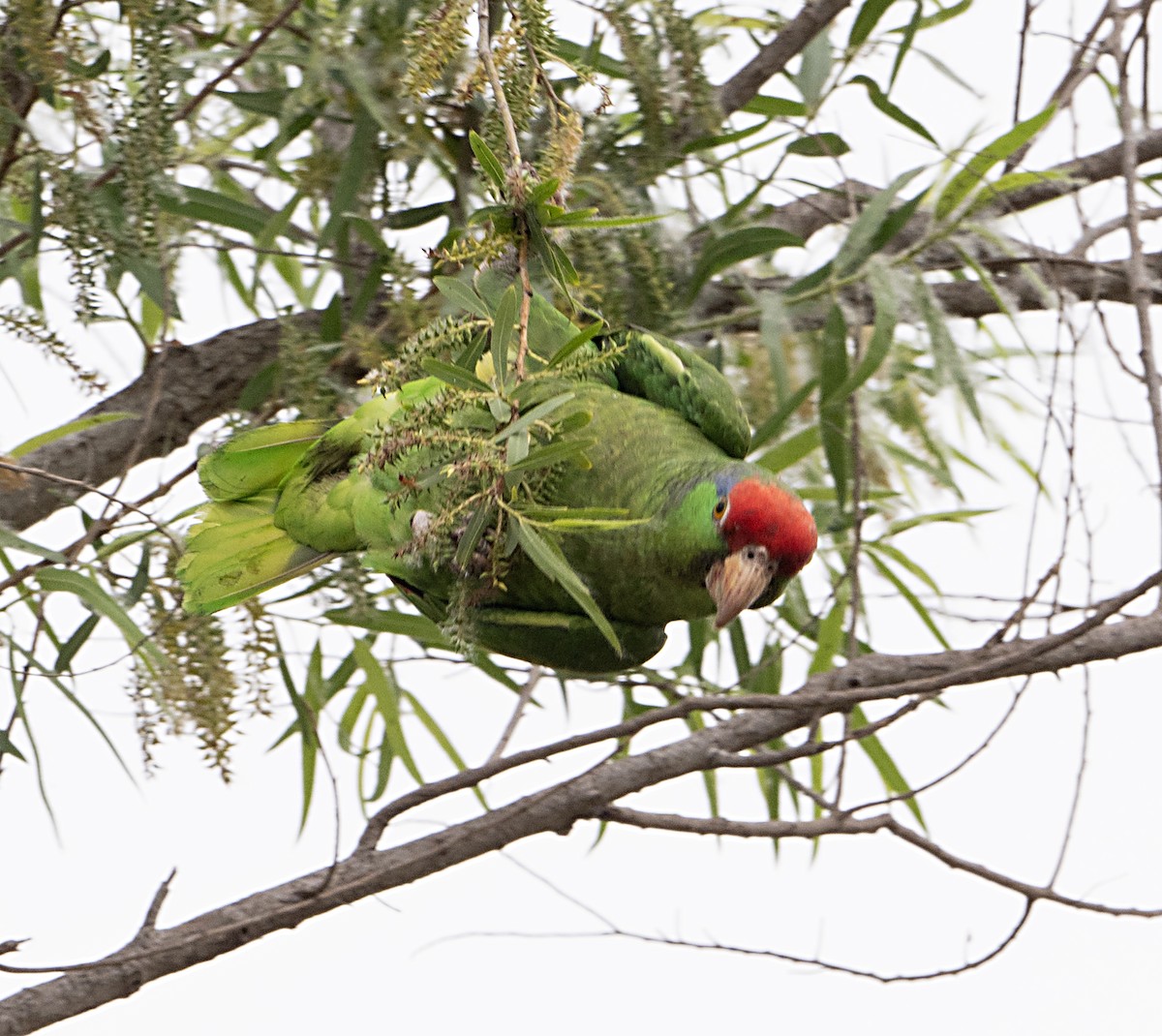 Red-crowned Parrot - Terry  Hurst