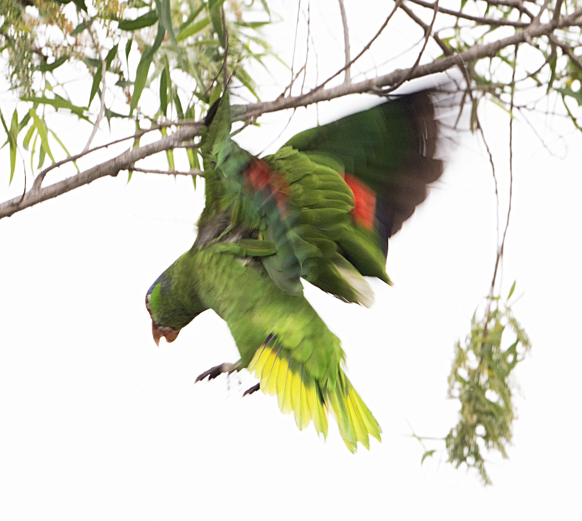 Red-crowned Parrot - Terry  Hurst