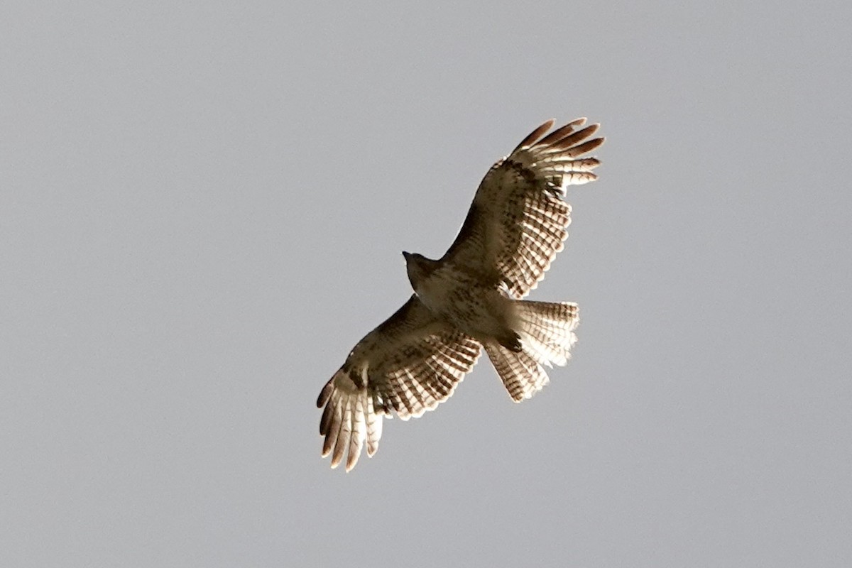 Red-tailed Hawk - ML619500381