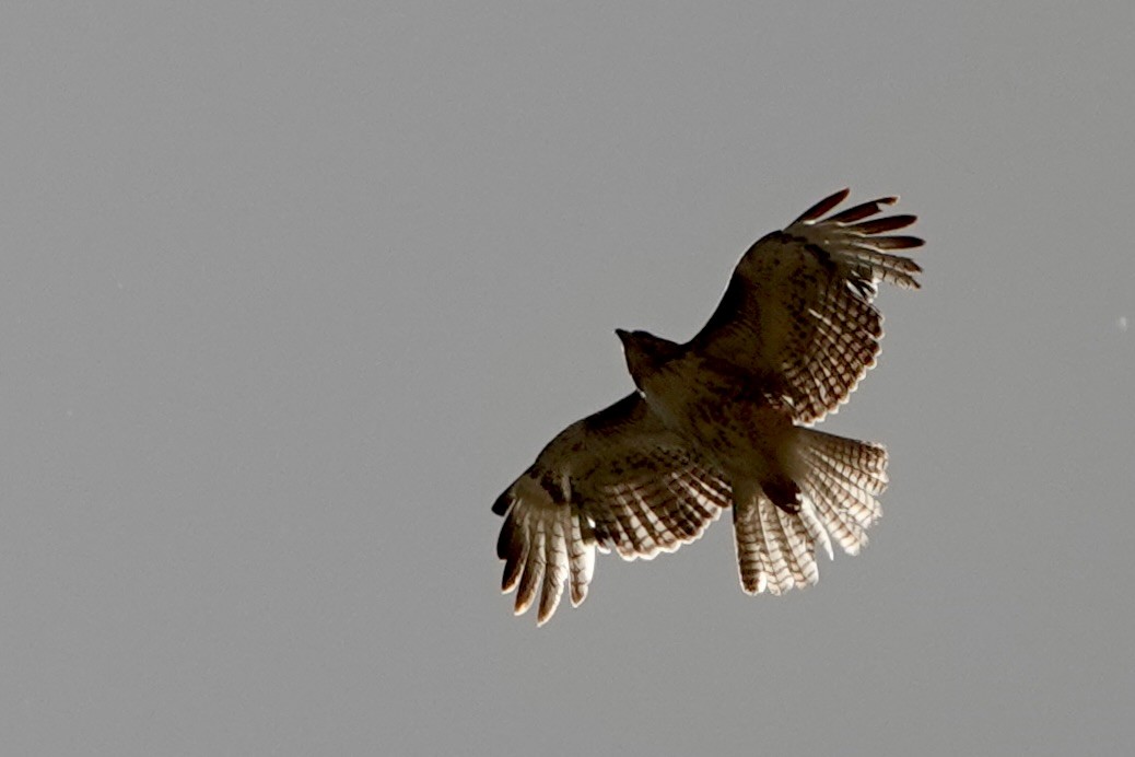 Red-tailed Hawk - Sara Griffith