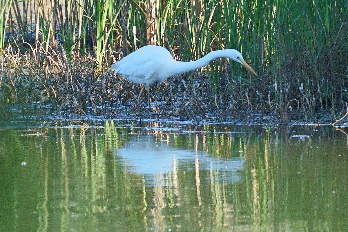 Great Egret - Javier Martinez