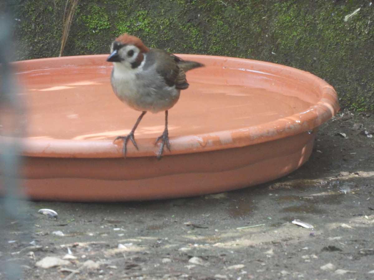White-faced Ground-Sparrow - ML619500395