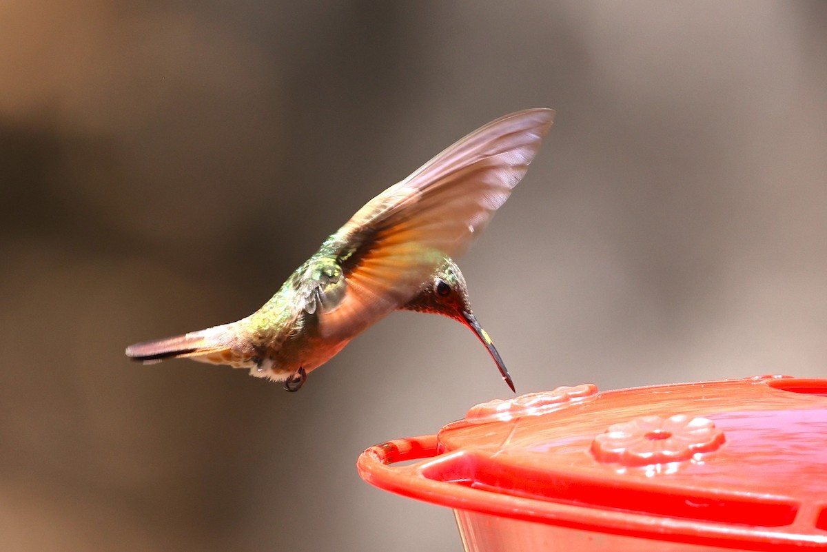 Berylline Hummingbird - JOEL STEPHENS