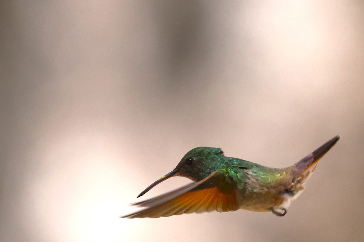 Berylline Hummingbird - JOEL STEPHENS