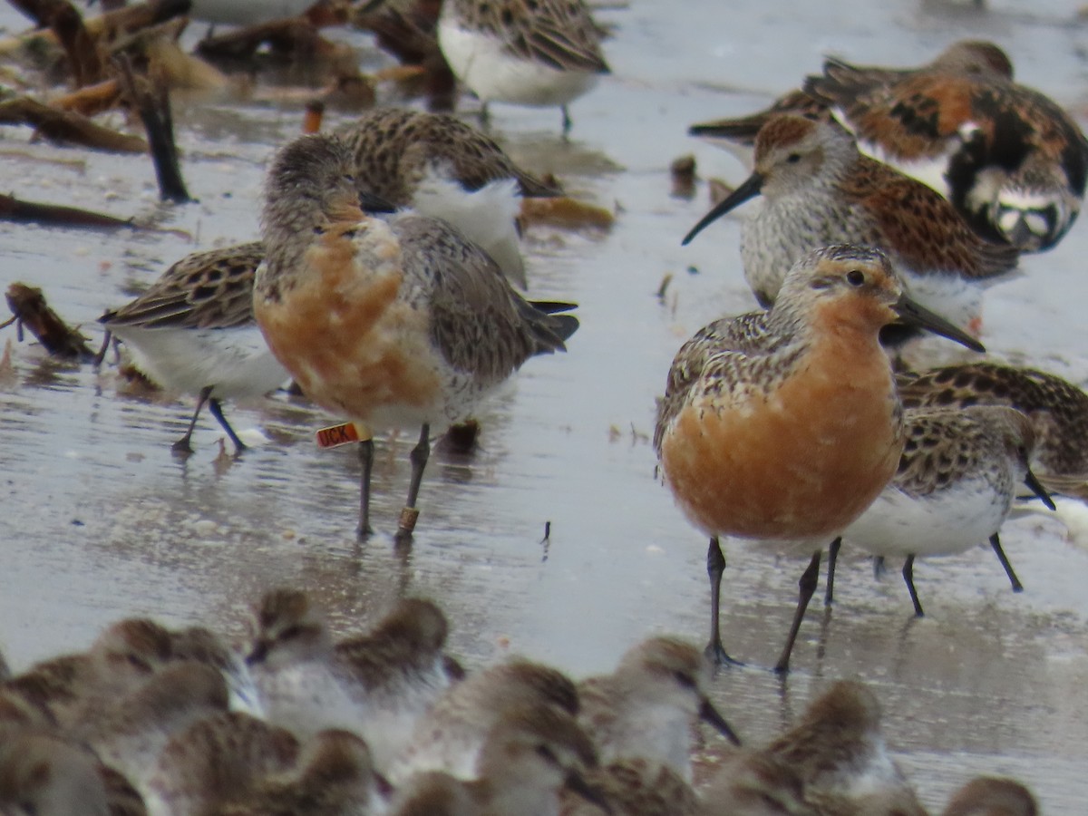 Red Knot - D Woolverton