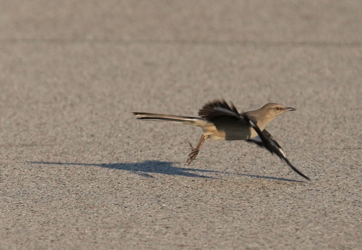 Northern Mockingbird - Kipp Paulsen