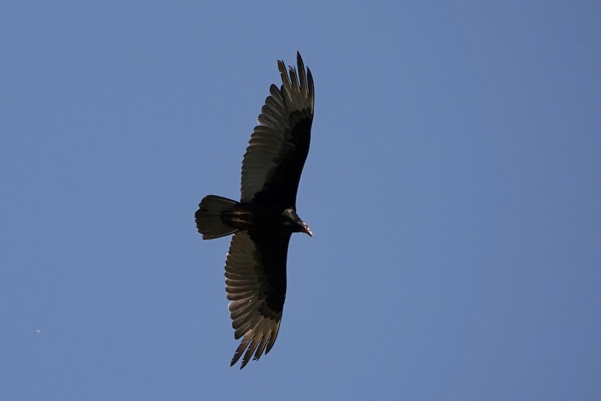 Turkey Vulture - Sara Griffith