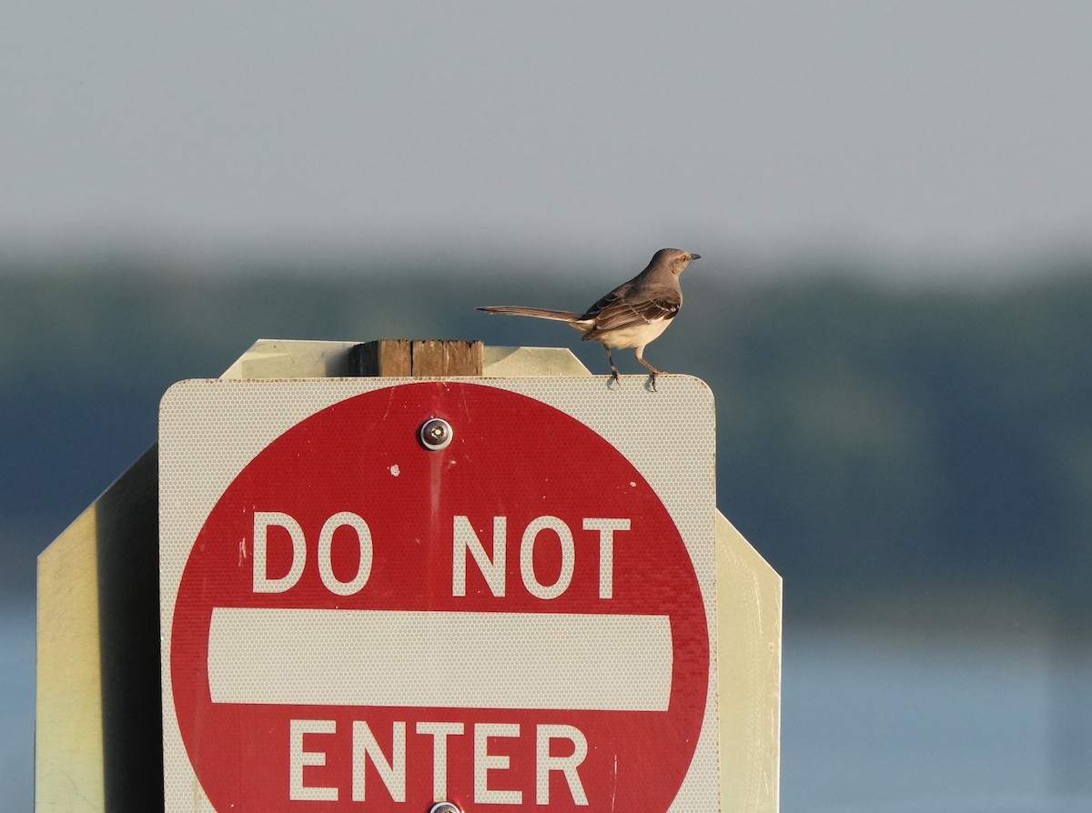 Northern Mockingbird - Kipp Paulsen