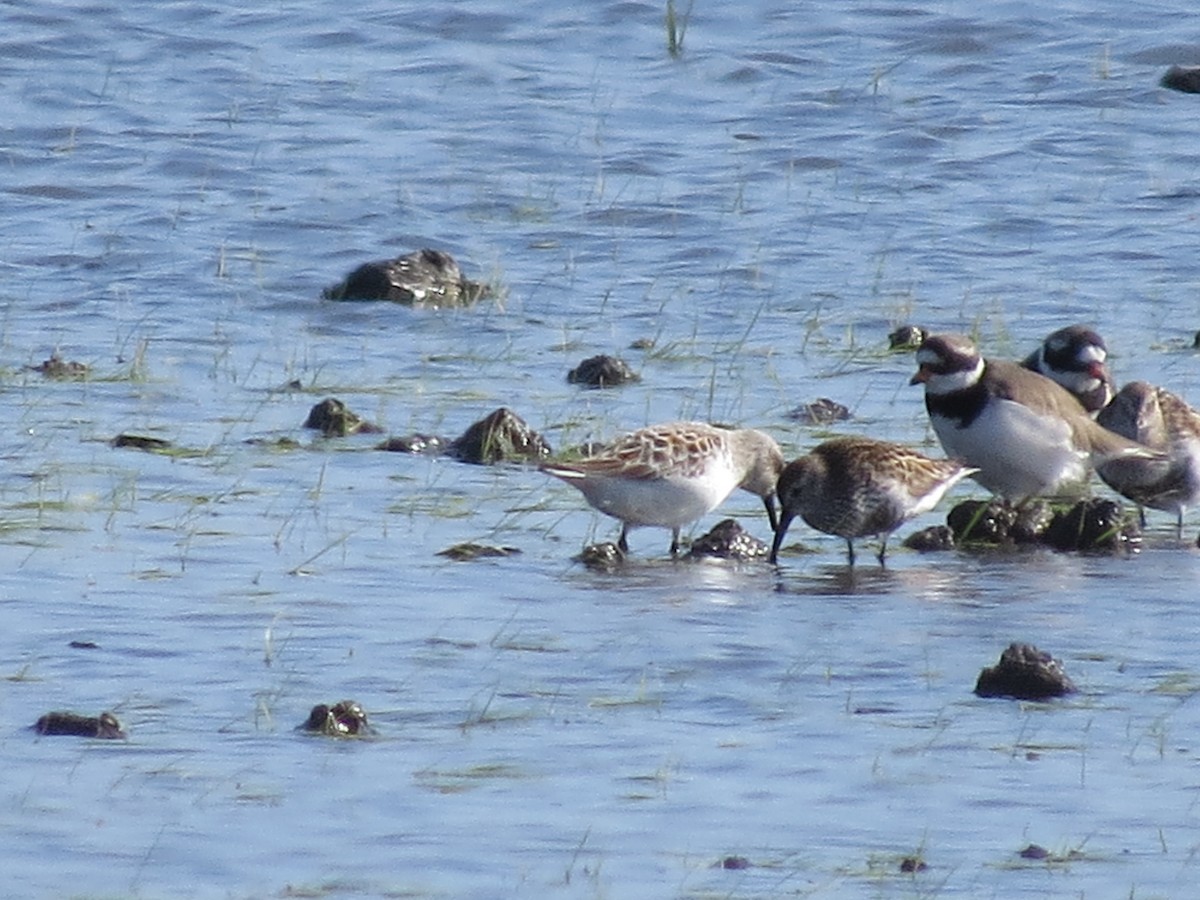 Dunlin - Gregorio Chaguaceda Tomás