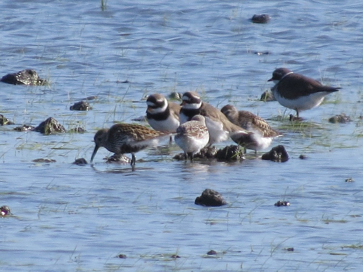 Dunlin - Gregorio Chaguaceda Tomás