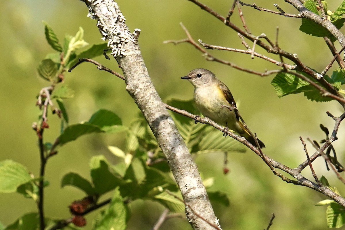 American Redstart - Bob Plohr