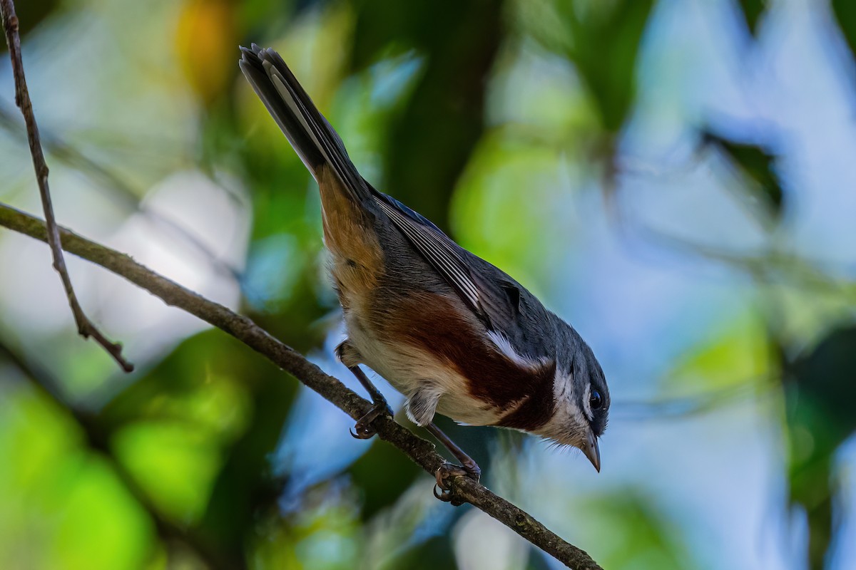 Bay-chested Warbling Finch - ML619500419