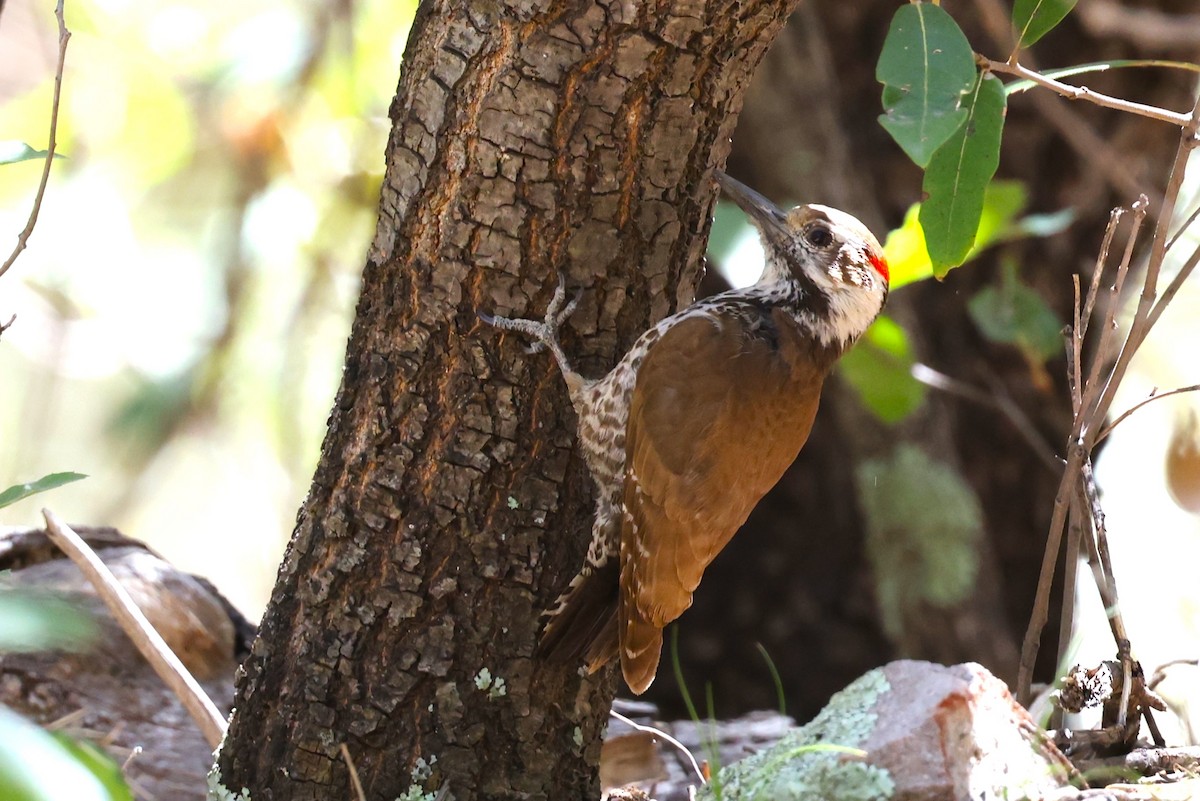 Arizona Woodpecker - JOEL STEPHENS