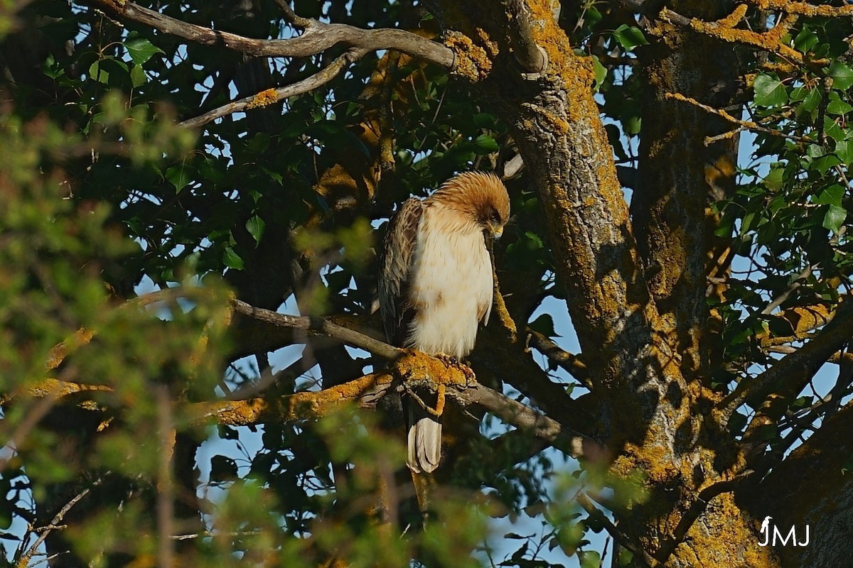 Booted Eagle - Javier Martinez