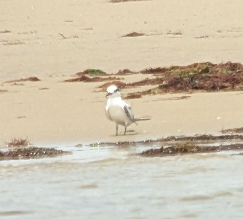 Least Tern - Michelle Gianvecchio