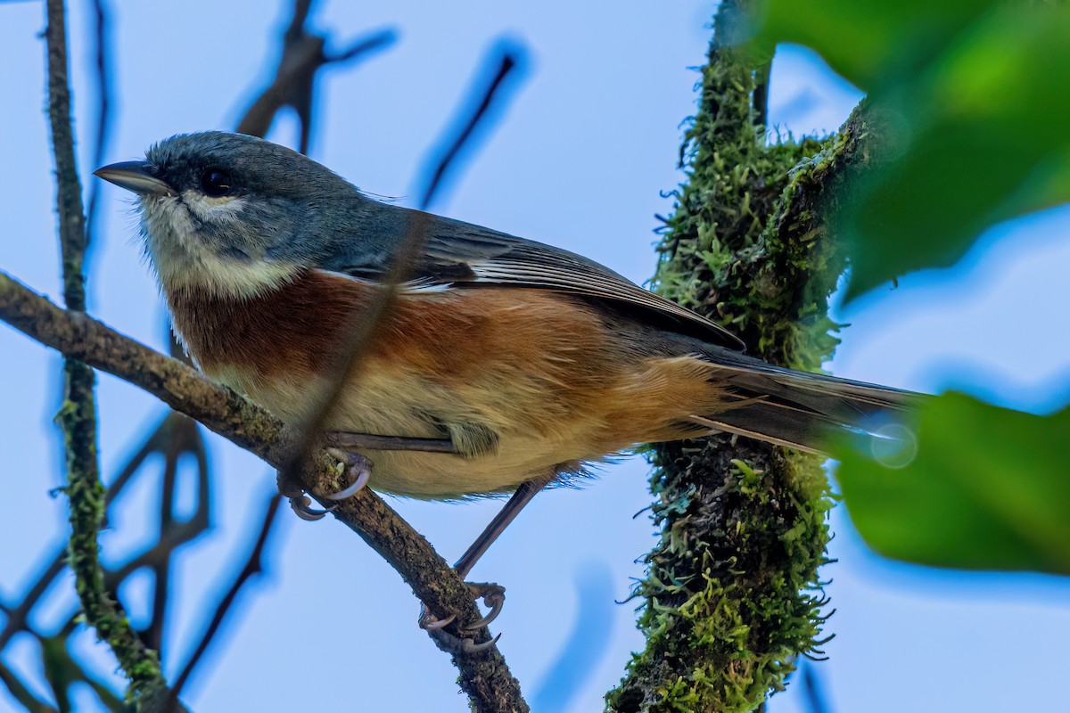 Bay-chested Warbling Finch - Kurt Gaskill