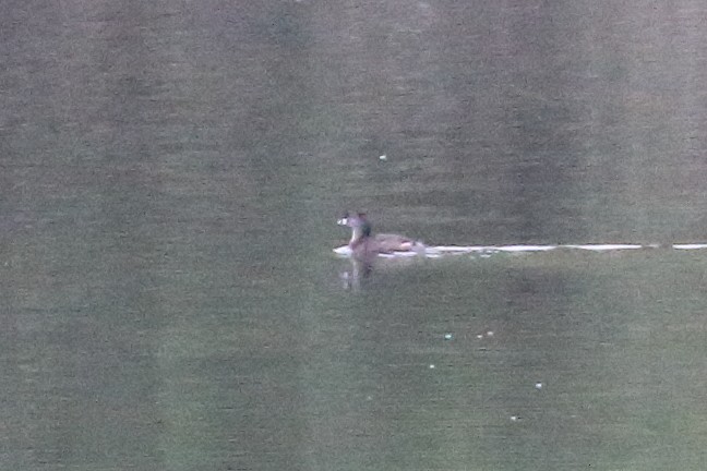 Pied-billed Grebe - Jeffrey Fenwick