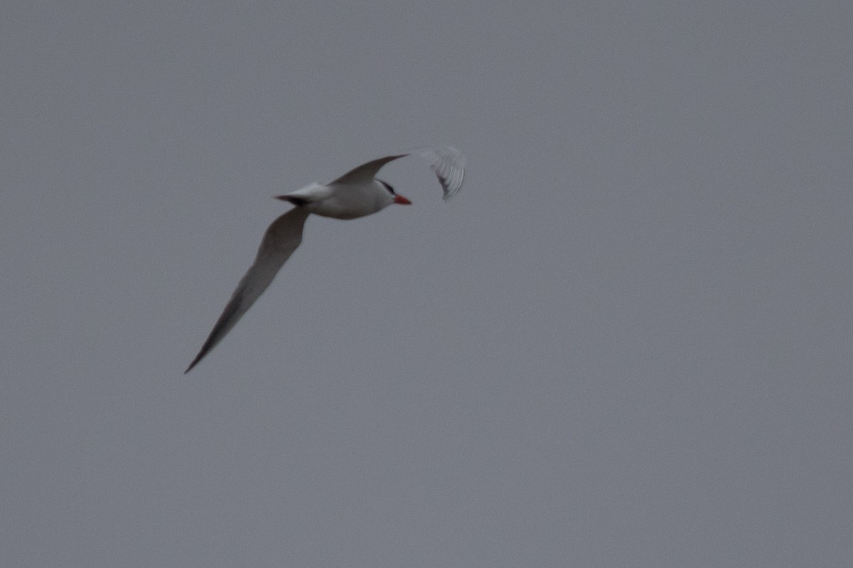 Caspian Tern - Detcheverry Joël