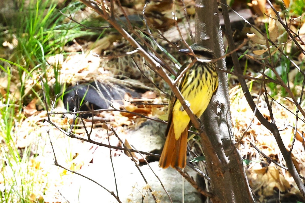 Sulphur-bellied Flycatcher - JOEL STEPHENS