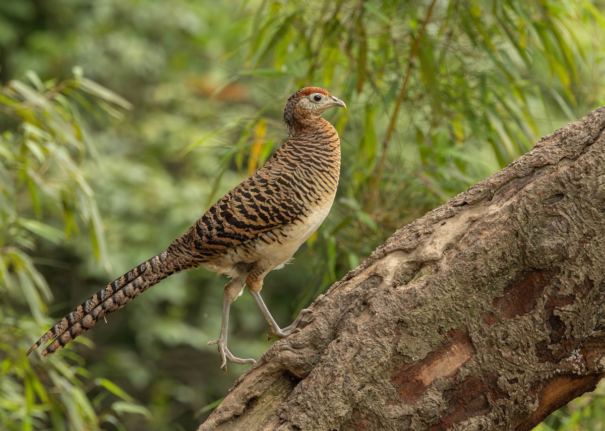 Faisán de Lady Amherst - ML619500435