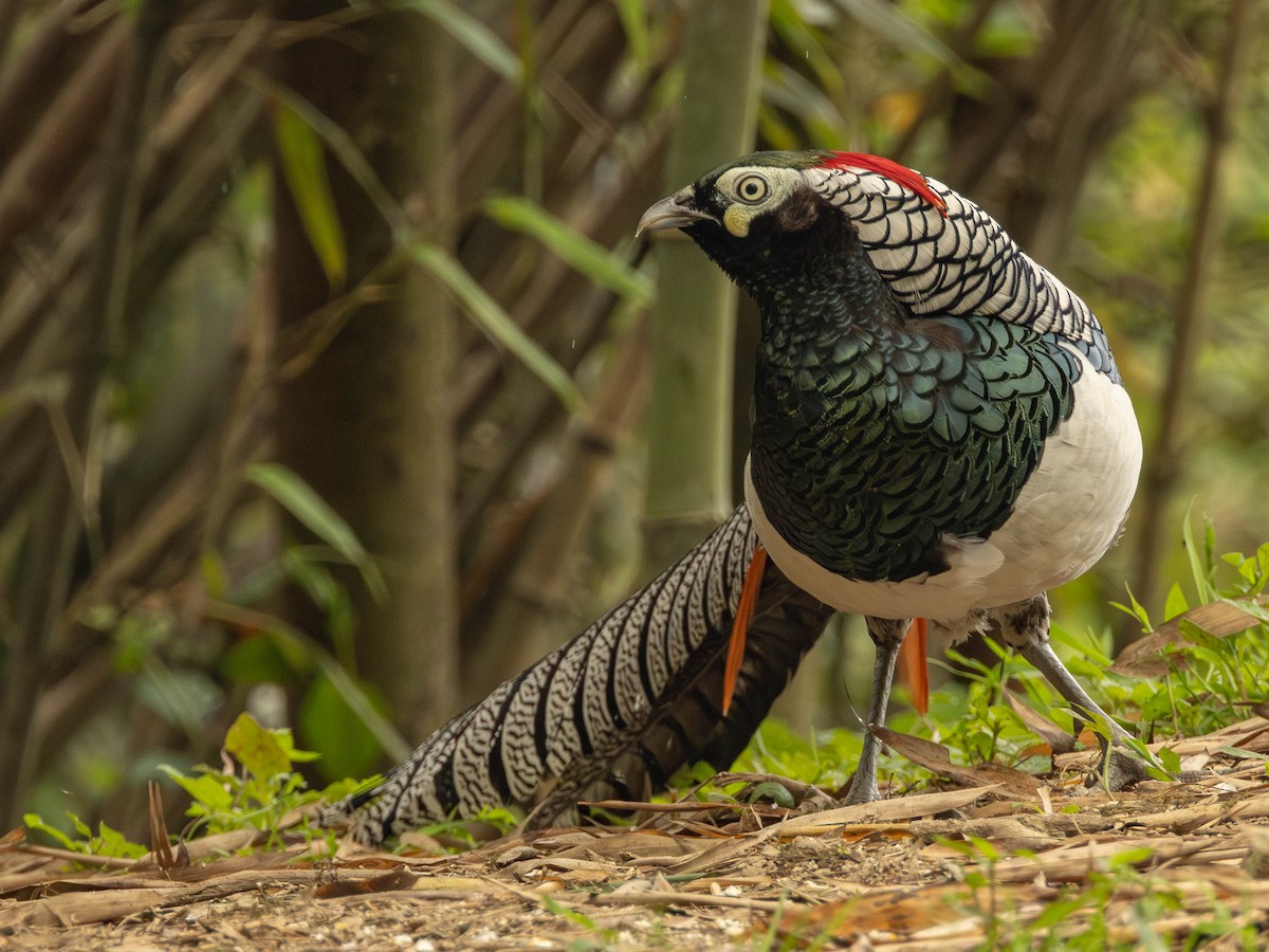 Lady Amherst's Pheasant - ML619500436