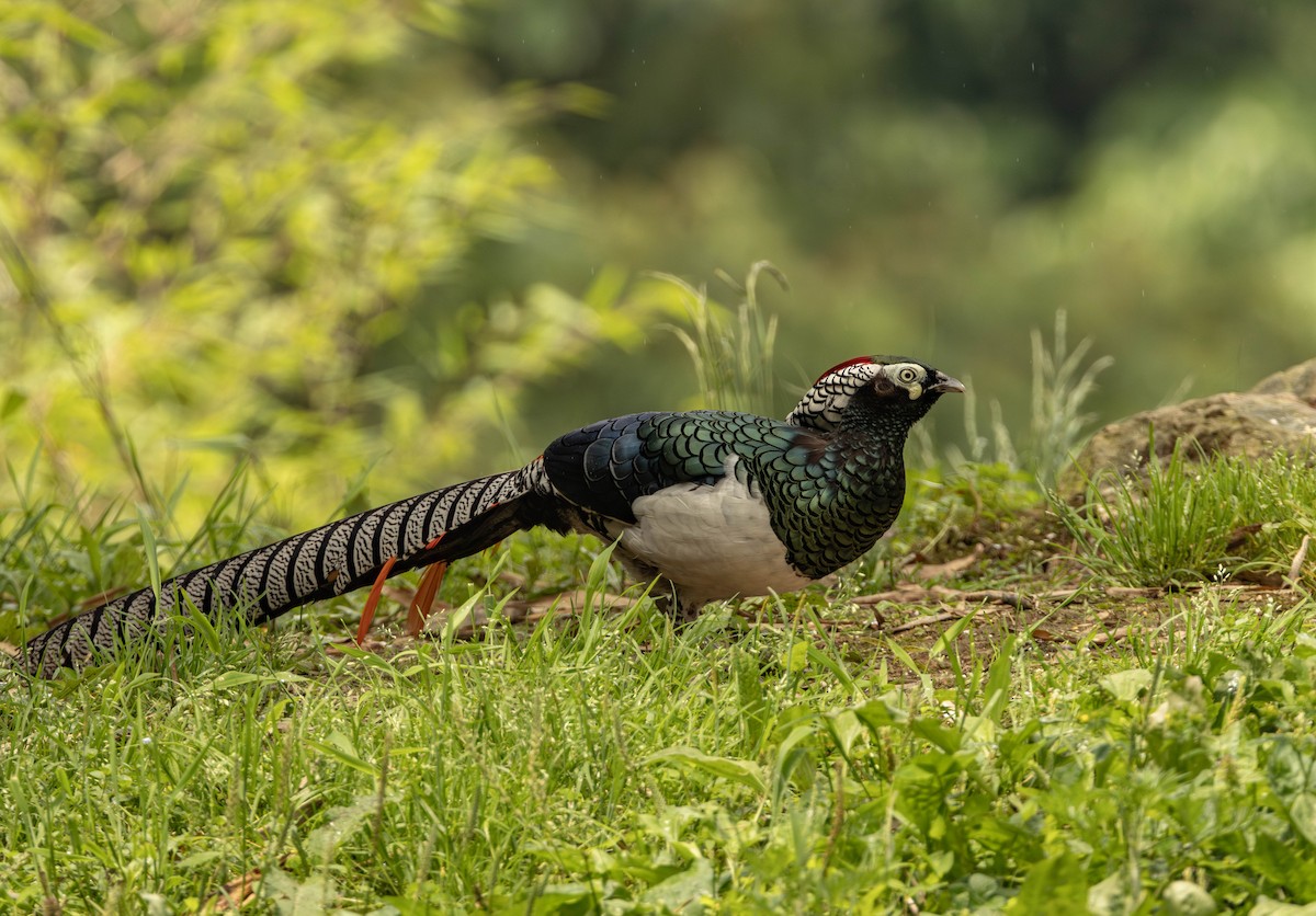 Lady Amherst's Pheasant - Garret Skead