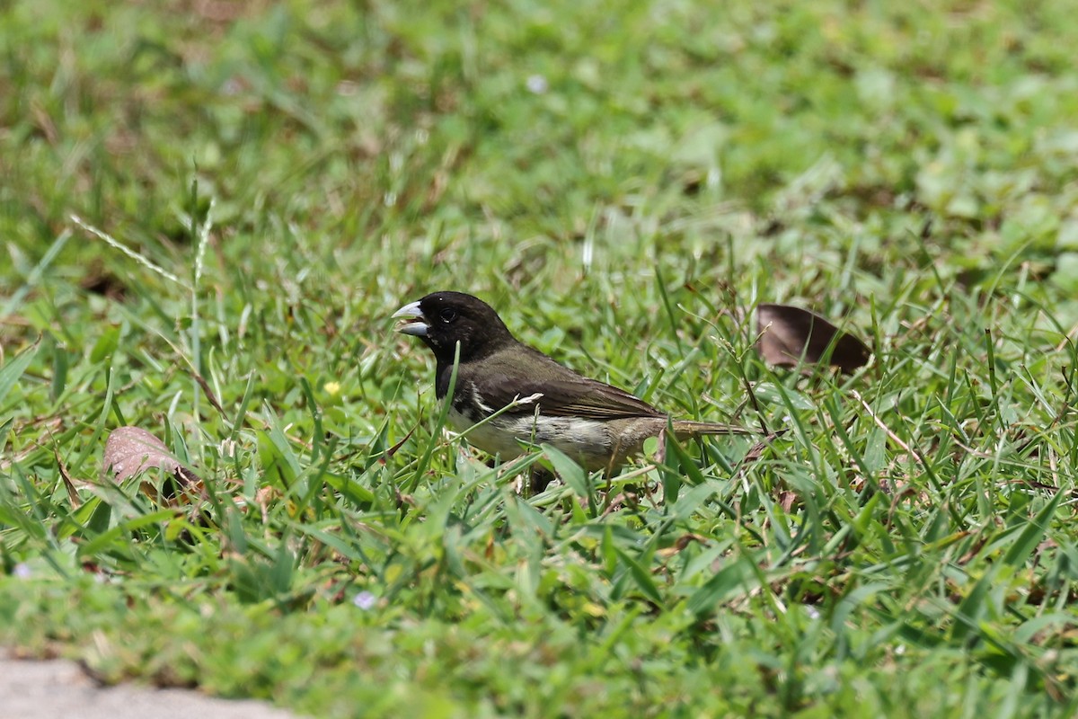 Yellow-bellied Seedeater - Hubert Stelmach