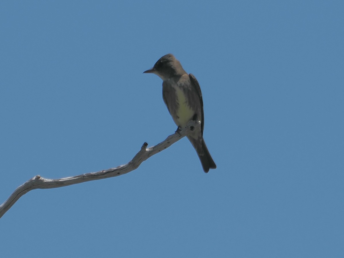 Olive-sided Flycatcher - Jack Wickel