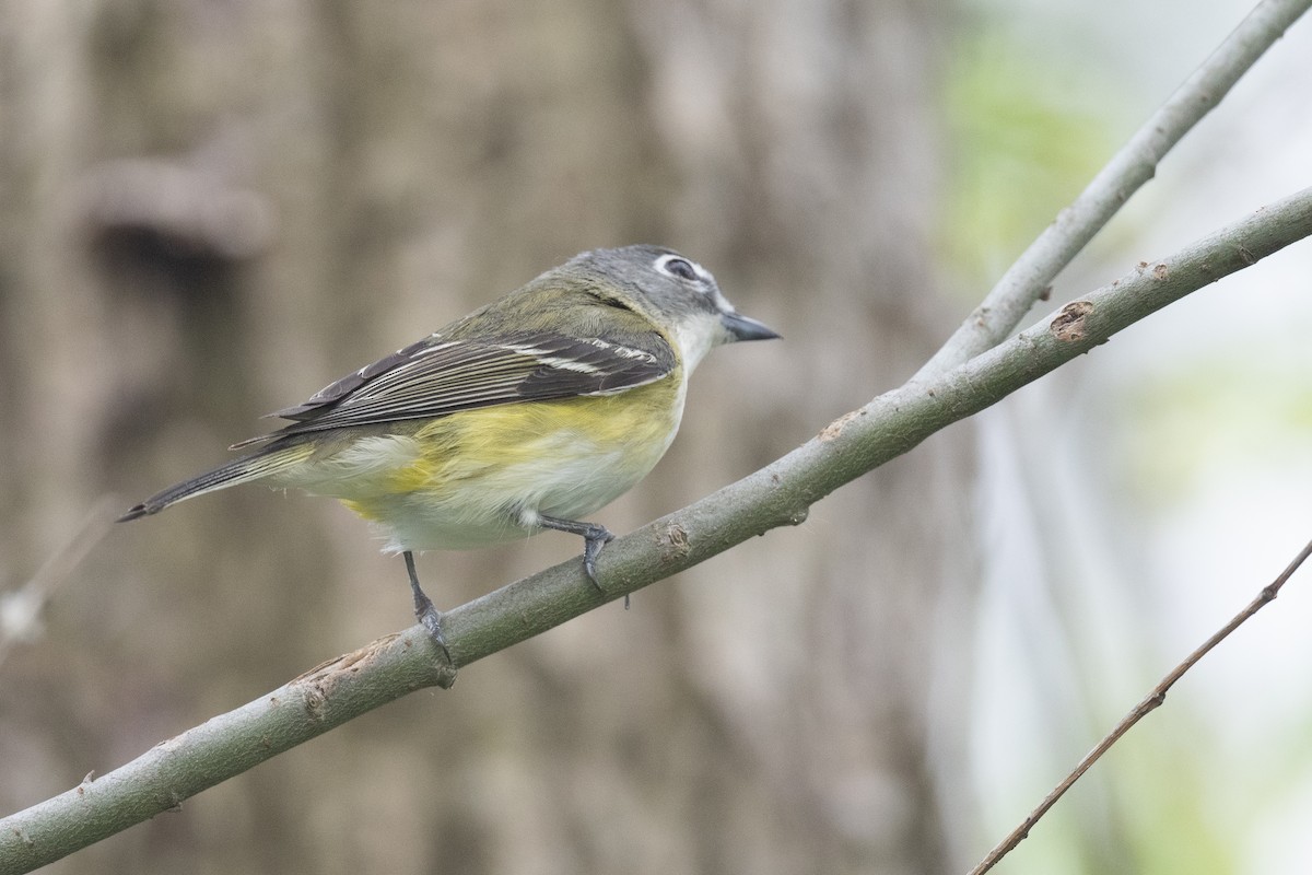 Blue-headed Vireo - Ben  Lucking