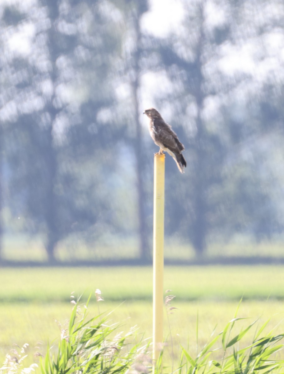 Common Buzzard - ML619500452