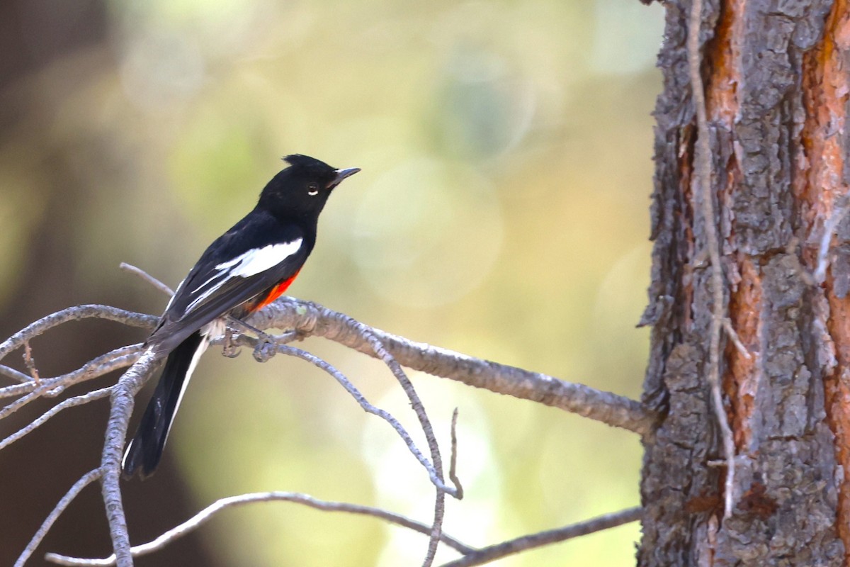 Painted Redstart - JOEL STEPHENS