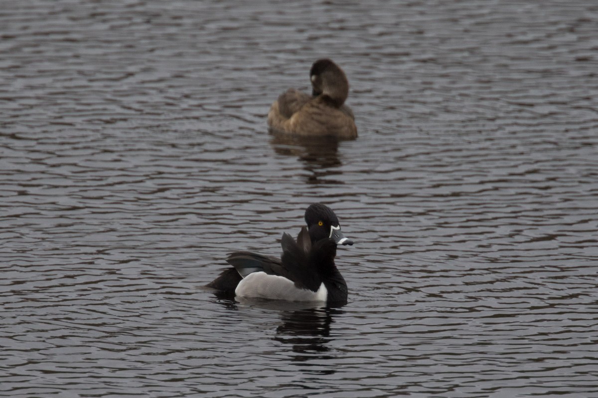 Ring-necked Duck - Detcheverry Joël