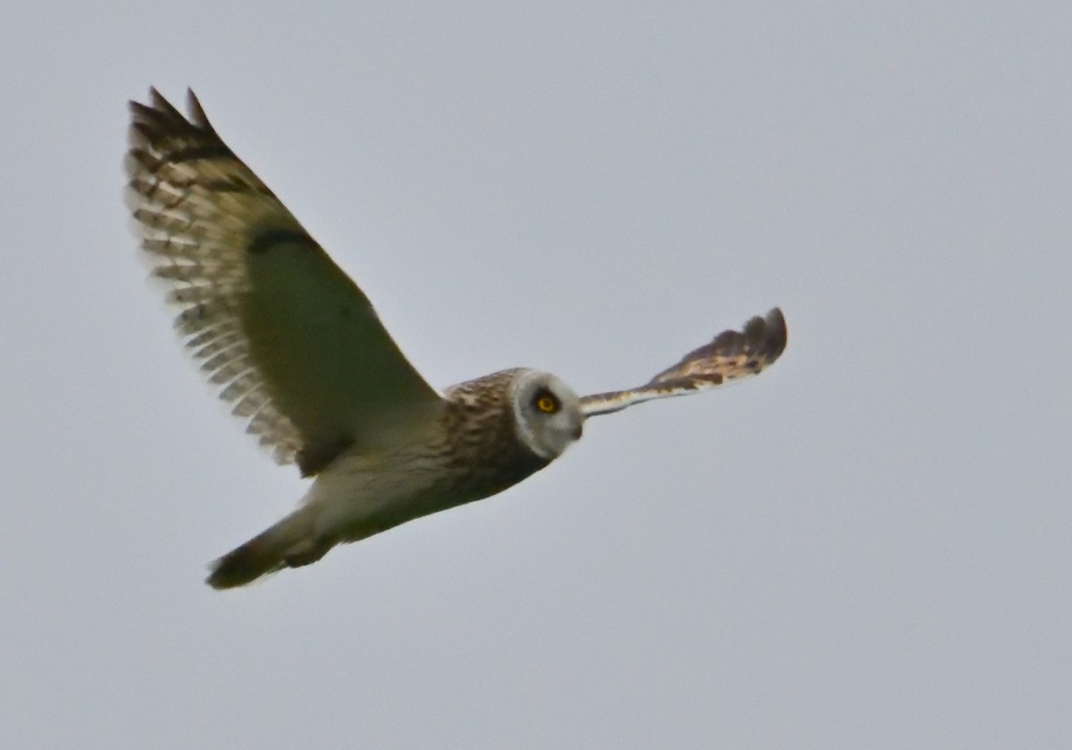 Short-eared Owl - Mu Sano