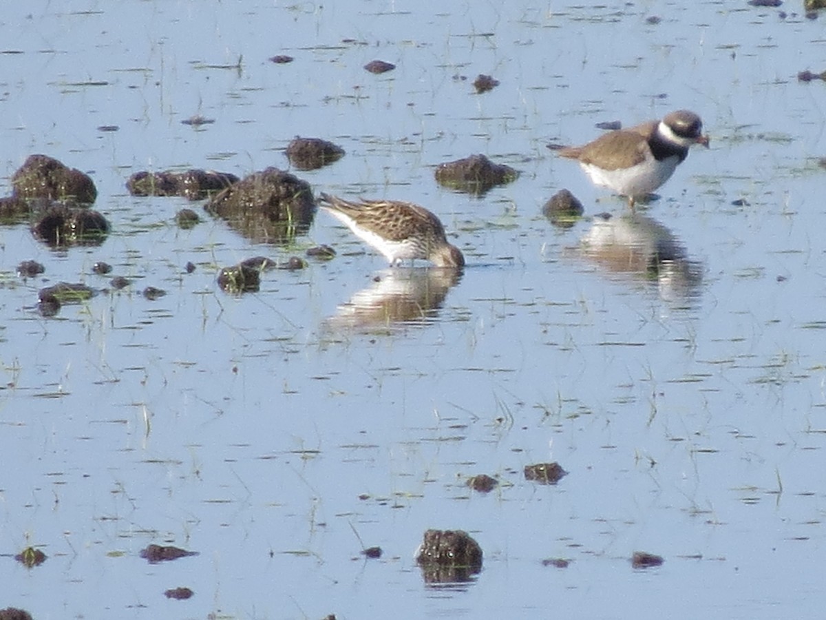 White-rumped Sandpiper - Gregorio Chaguaceda Tomás