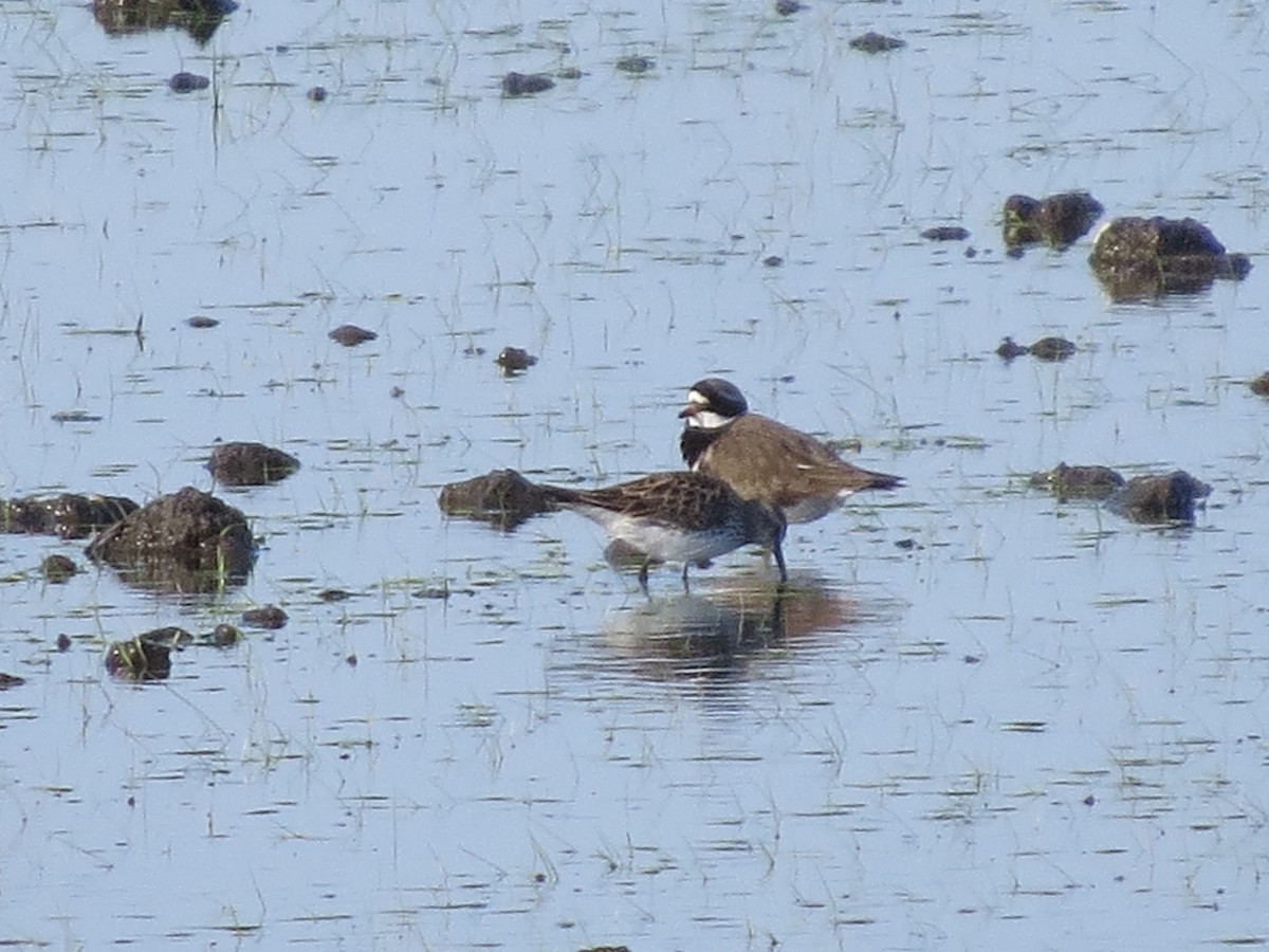 White-rumped Sandpiper - Gregorio Chaguaceda Tomás